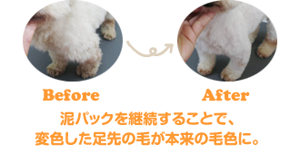泥パックを継続することで、変色した毛が本来の毛色に。