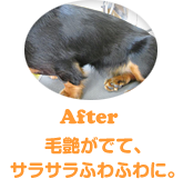 毛艶だでて、サラふわに。