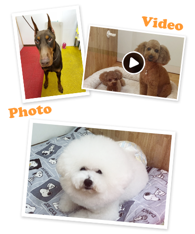 写真と動画